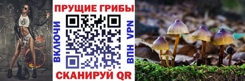 наркота  Афипский  Псилоцибиновые грибы Cubensis 